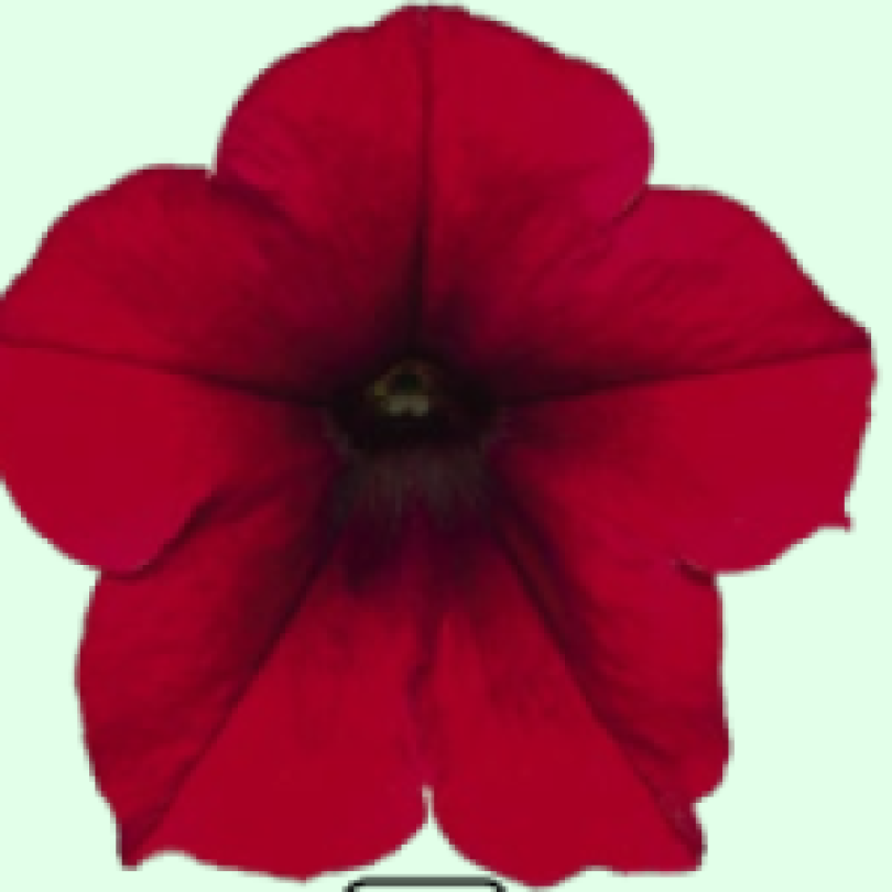 AL.RED VELVET_300x300